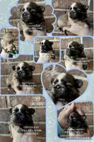 * IVAN * AKA MOOSE !!, a male Shih Tzu for sale in Nashville, TN – Photo 5 of 10