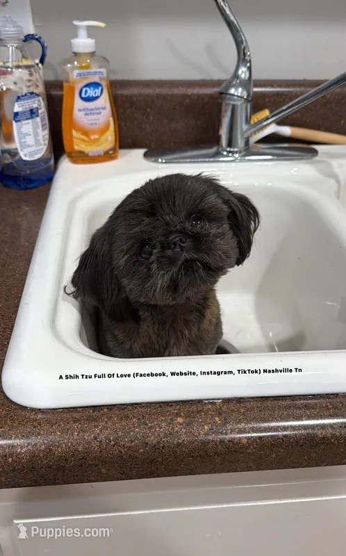 TINY LITTLE RAVEN!! 5lbs full grown Truly a sweetheart!! VIDEO IN AD – Shih Tzu puppy for sale in Nashville, TN