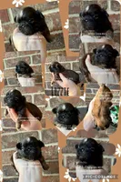 ** LIZZIE **, a female Shih Tzu for sale in Nashville, TN – Photo 6 of 10