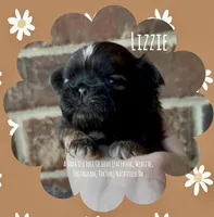 ** LIZZIE **, a female Shih Tzu for sale in Nashville, TN – Photo 1 of 10