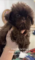 * GRAHAM * Sweetest Most Handsomest Teddy Bear EVER!! VIDEO IN AD !!, a male Shih Tzu for sale in Nashville, TN – 9 of 9