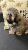 Prince William * Sweetest Snuggle Buggle EVER!! (Video in ad), a male Shih Tzu for sale in Nashville, TN – 4 of 5