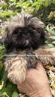 Princess 👑 Mila , a female Shih Tzu for sale in Nashville, TN – 4 of 10