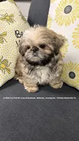 *~ Moose ~* , a female Shih Tzu for sale in Nashville, TN – 7 of 10