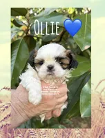 ** OLLIE **, a male Shih Tzu for sale in Nashville, TN – Photo 3 of 10