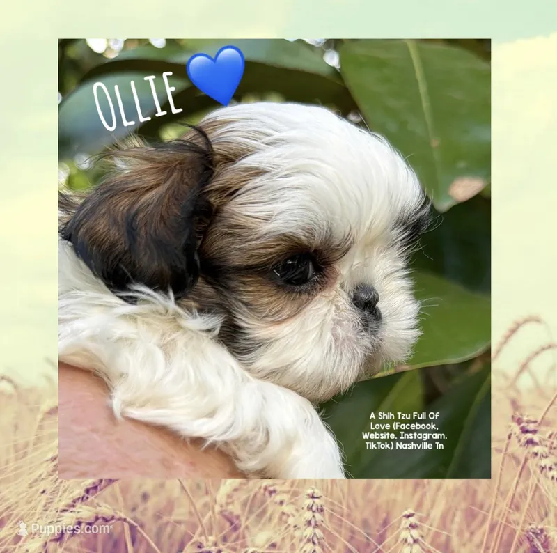** OLLIE ** – Shih Tzu puppy for sale in Nashville, TN