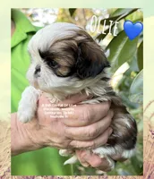 ** OLLIE **, a male Shih Tzu for sale in Nashville, TN – Photo 5 of 10