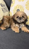 ** Lizzie **, a female Shih Tzu for sale in Nashville, TN – 5 of 10