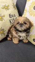 ** Lizzie **, a female Shih Tzu for sale in Nashville, TN – 4 of 10