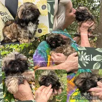 ** Lizzie **, a female Shih Tzu for sale in Nashville, TN – 9 of 10