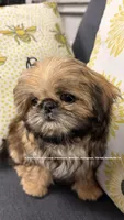 ** Lizzie **, a female Shih Tzu for sale in Nashville, TN – 2 of 10