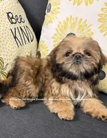** Lizzie **, a female Shih Tzu for sale in Nashville, TN – 10 of 10