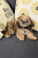 ** Lizzie **, a female Shih Tzu for sale in Nashville, TN – 3 of 10