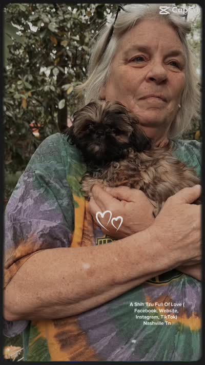 ** Tiny Princess Mila ** (see video), a female Shih Tzu for sale in Nashville, TN – 10 of 10