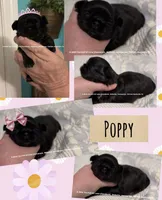 Penelope !! FABULOUS little chocolate liver girl!! VIDEO IN AD , a female Shih Tzu for sale in Nashville, TN – 4 of 5