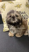 *~ Prince William ~*, a male Shih Tzu for sale in Nashville, TN – 3 of 10