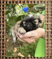 ** WILLIAM ** SO HANDSOME!!, a male Shih Tzu for sale in Nashville, TN – Photo 3 of 10