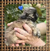 ** WILLIAM ** SO HANDSOME!!, a male Shih Tzu for sale in Nashville, TN – Photo 4 of 10