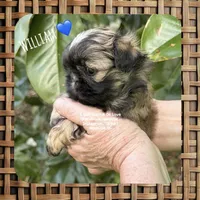 ** WILLIAM ** SO HANDSOME!!, a male Shih Tzu for sale in Nashville, TN – Photo 2 of 10