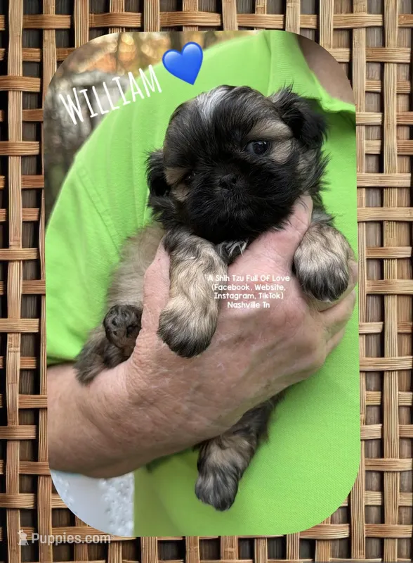 ** WILLIAM ** SO HANDSOME!! – Shih Tzu puppy for sale in Nashville, TN