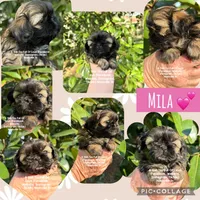 ** WILLIAM ** SO HANDSOME!!, a male Shih Tzu for sale in Nashville, TN – Photo 9 of 10