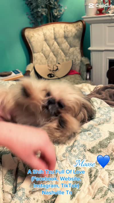 Sweetest little boy you will ever meet!! MOOSE!! Gorgeous VIDEO IN AD , a male Shih Tzu for sale in Nashville, TN – 3 of 10