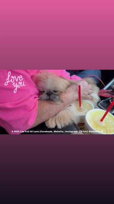 Tiny Sweet baby moose!! HANDSOME SWEETHEART EVER!! ** video in ad**, a male Shih Tzu for sale in Nashville, TN – 7 of 10
