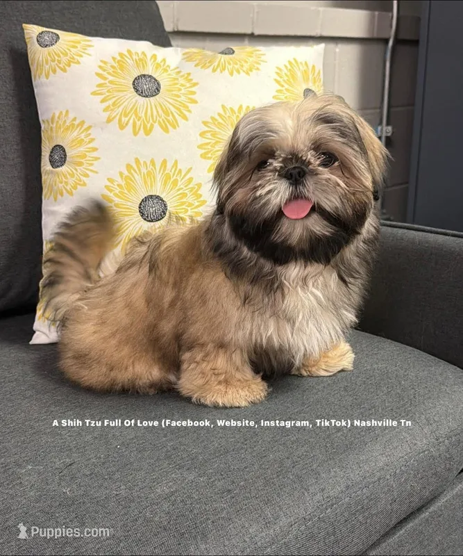 *Prince William * Sweetest Snuggle Buggle EVER!! (Video in ad) – Shih Tzu puppy for sale in Nashville, TN