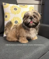 *Prince William * Sweetest Snuggle Buggle EVER!! (Video in ad), a female Shih Tzu for sale in Nashville, TN – 1 of 8