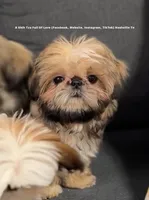 Sweetest Little boy you will ever meet!! * Moose * VIDEO IN AD, a male Shih Tzu for sale in Nashville, TN – 2 of 10