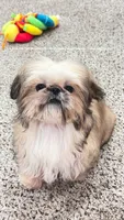 Tiny Sweet baby moose!! HANDSOME SWEETHEART EVER!! ** video in ad**, a male Shih Tzu for sale in Nashville, TN – 5 of 10