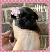 ~~~ MILA ~~~ SHIH TZU PRINCESS, a female Shih Tzu for sale in Nashville, TN – Photo 3 of 10