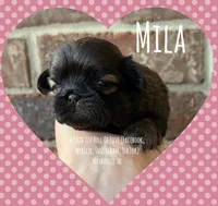 ~~~ MILA ~~~ SHIH TZU PRINCESS, a female Shih Tzu for sale in Nashville, TN – Photo 4 of 10