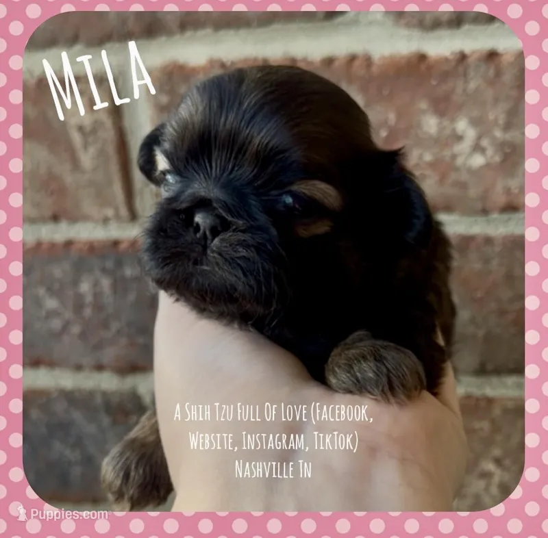 ~~~ MILA ~~~ SHIH TZU PRINCESS, a female Shih Tzu for sale in Nashville, TN – Photo 1 of 10