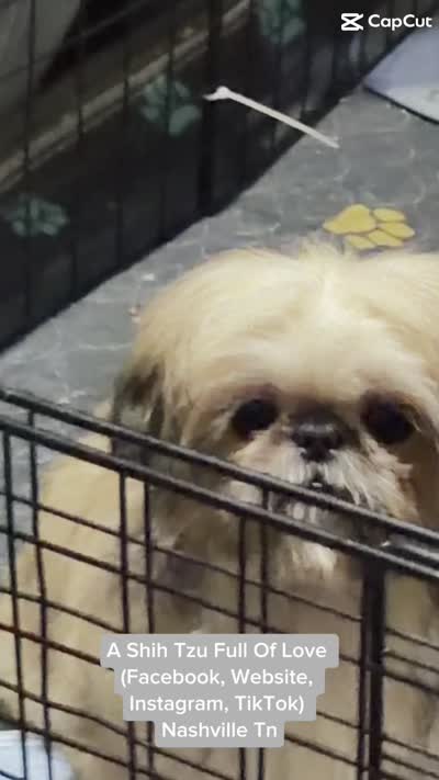 ** Moose ** the most absolute Sweetest Tiny little man , a male Shih Tzu for sale in Nashville, TN – 8 of 8