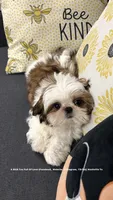 * Sweet Silly Ollie *, a male Shih Tzu for sale in Nashville, TN – 4 of 10