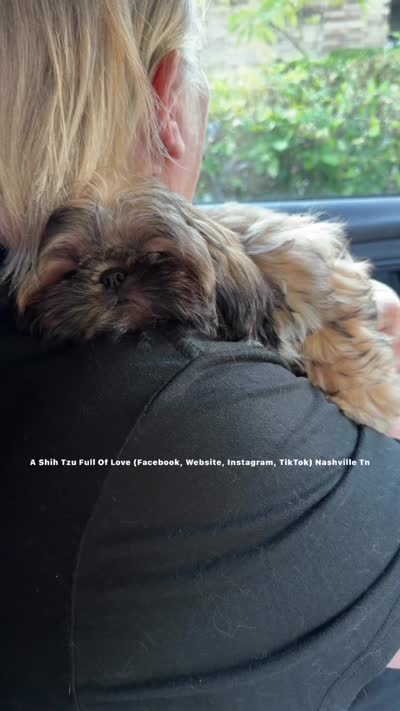 ** Tiny Princess Mila ** So so sweet!! VIDEO IN AD, a female Shih Tzu for sale in Nashville, TN – 7 of 8