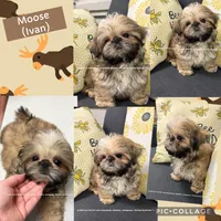 *~* STUNNING Handsome Little moose *~* (see video), a male Shih Tzu for sale in Nashville, TN – 6 of 9