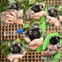 **LIZZIE **, a female Shih Tzu for sale in Nashville, TN – Photo 6 of 8