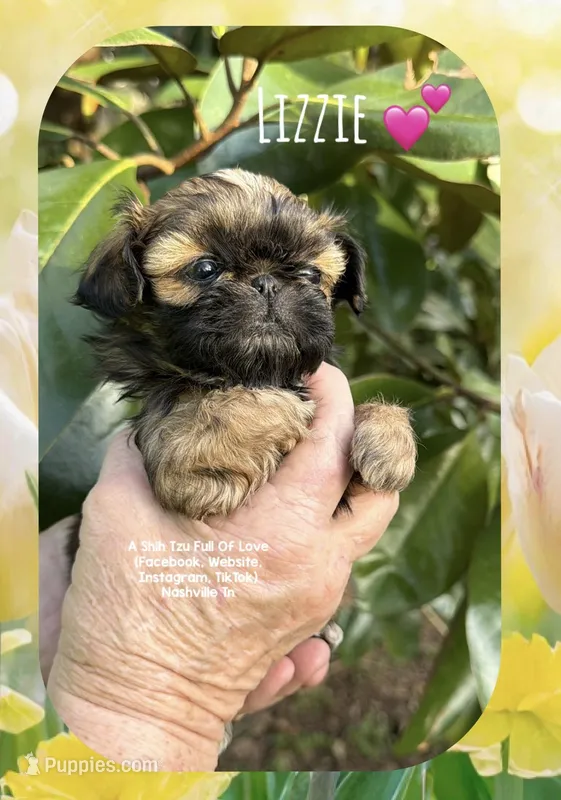 **LIZZIE ** – Shih Tzu puppy for sale in Nashville, TN
