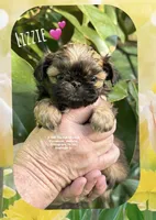 **LIZZIE **, a female Shih Tzu for sale in Nashville, TN – Photo 2 of 8