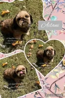 ** Ailani ** the sweetest old soul little girl you will ever meet, a female Shih Tzu for sale in Nashville, TN – 1 of 1