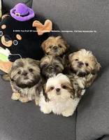 * MOOSE *, a male Shih Tzu for sale in Nashville, TN – 3 of 5