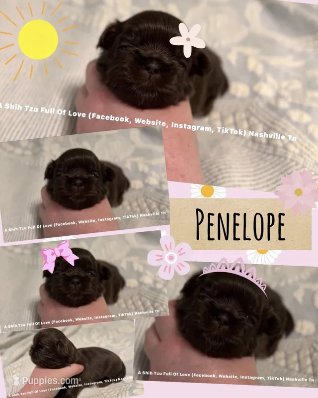 Penelope !! FABULOUS little chocolate liver girl!! VIDEO IN AD  – Shih Tzu puppy for sale in Nashville, TN