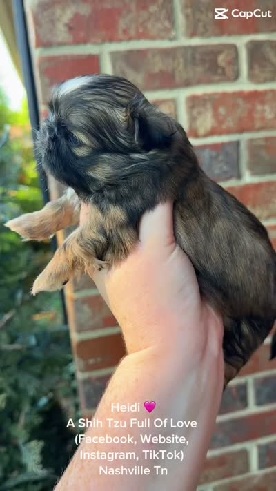 Sweet Tiny Heidi!! VIDEO IN AD :), a female Shih Tzu for sale in Nashville, TN – 2 of 9