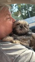 *Prince William * Sweetest Snuggle Buggle EVER!! (Video in ad), a male Shih Tzu for sale in Nashville, TN – 5 of 9