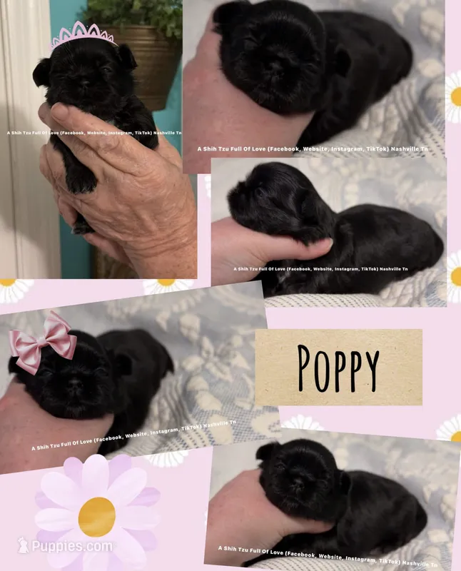 Poppy !! Marvelous Black & white Shih Tzu girl!! video in ad  – Shih Tzu puppy for sale in Nashville, TN