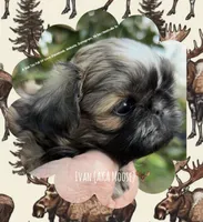 *~* IVAN AKA MOOSE *~*, a male Shih Tzu for sale in Nashville, TN – Photo 8 of 10
