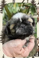*~* IVAN AKA MOOSE *~*, a male Shih Tzu for sale in Nashville, TN – Photo 9 of 10