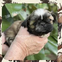 *~* IVAN AKA MOOSE *~*, a male Shih Tzu for sale in Nashville, TN – Photo 2 of 10
